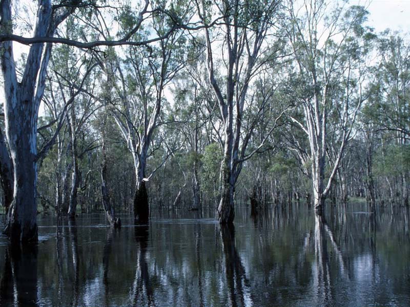 barmah forest.jpg